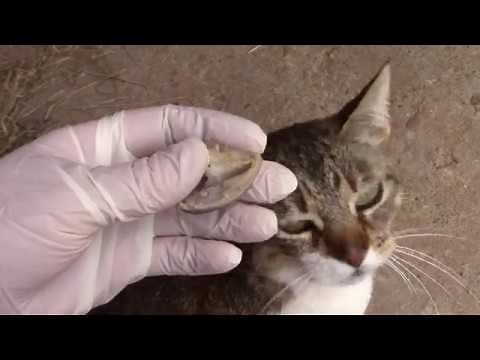 Eponychium of the newborn foal’s hooves. #foalslippers #babyhooves