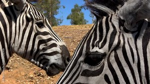 4K. Ultra HD. Zebra's eye close-up. Zebra chewing food. Eating vegetables near the camera. South Africa. South African wild animals.