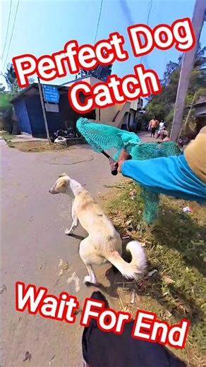 FA9LA Gang Street Dog Catch Village #ytviral #new #dog #streetdogrevival #pets