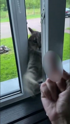 Cat Slaps Owner's Hand When They Knock on Window And Show Him Middle Finger - 1198957