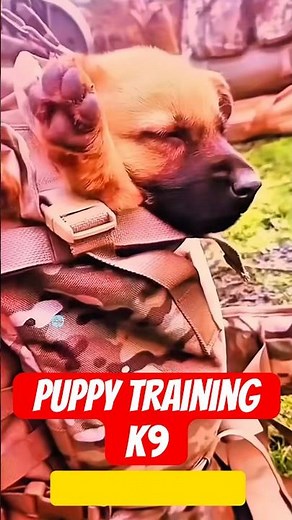 🚨 Puppy Protection Exercises: The Foundation of a Guard Dog! K9 Dog Training in 2025