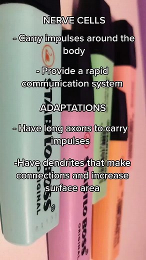 NERVE CELLS #nervecells #learn #learnbiology #gcsebiology #revision #gcsemocks #gcsemocks2020 #cells #cellbiology #adaptations #nerves #fyp #foryou
