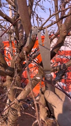 Powerful Machine Cutting Tree Branches 😲🌳