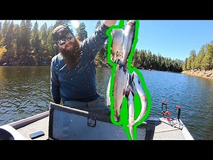 Trout Fishing Woods Canyon on a Boat! (Lots of Fish)