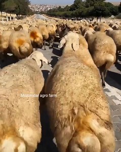 Fat-Tailed Sheep 🐏 Walking Beauty...❤️ | Mozumdar agro farm