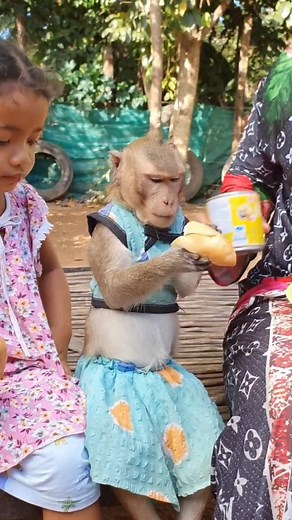 Want hugging mommy 🤗🤗 | US Monkey Gorilla