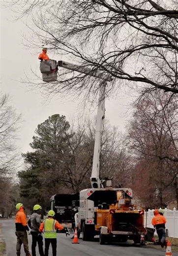MDProfessionalTreeServices on TikTok