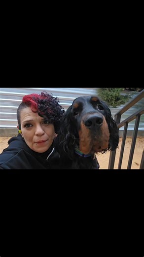 AMBO ESPECTACULAR GORDON SETTER AMBO era un perro de criador... su "dueño" falleció y él y toda su familia fue repartida x España. Como era de esperar al ser tan guapetón y la rareza de su raza no tardo en encontrar familia... 8 meses ha durado. No solo la belleza está en el exterior... y no todo el mundo entiende las necesitades de cada raza. AMBO es Leal como el que más, confiado, afectuoso, inteligente, sensible, y con un instinto de caza que no puede remediar 🕊🐦. Él necesita una familia ac
