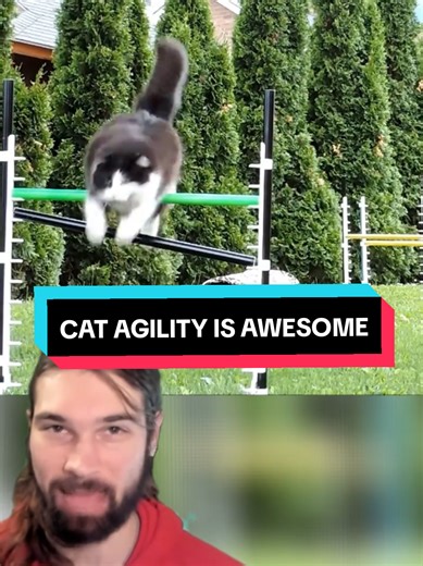 Exploring the Exciting World of Cat Agility