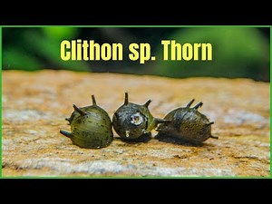 Melci Clithon sp Thorn