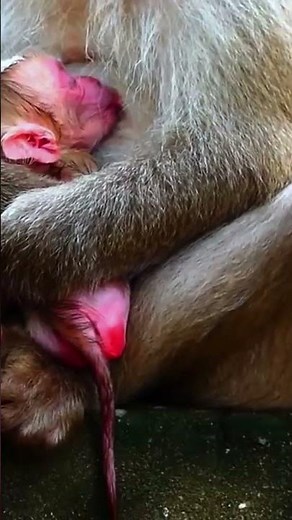 Tender Care: Newborn Baby Monkey Snuggled in Mother's Arms