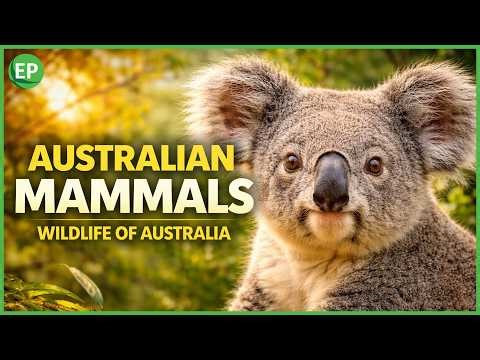 Australian Mammals 4K: Koalas, Kangaroos, Echidnas & More | Wildlife of Australia