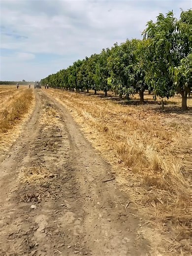 Exploring Jayfresh Mango Orchards: A Farm Adventure