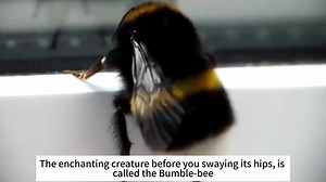 Fascinating Facts About Bumble Bees 🐝
