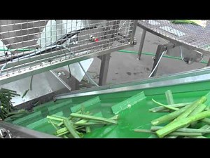 Spring onion processing line Christiaens