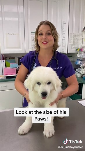 Adorable Great Pyrenees Puppy Playing and Being Cute!