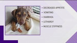 Leptospirosis: Dog disease on the rise in San Diego