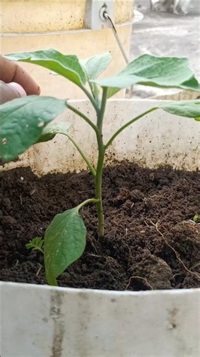 Use Compost like Pro Gardeners 🤯☘️ #gardening #organic #plantscaretips #gardeningtips #compost