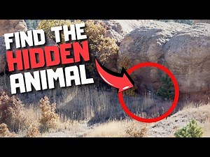 Find the Hidden Animal Hard Edition