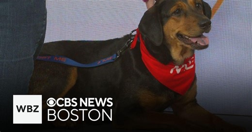 Texas shelter fosters dogs, helps find them homes in Massachusetts