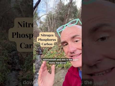 Nutrient Cycling: Carbon, Nitrogen, and Phosphorus in our Environment!