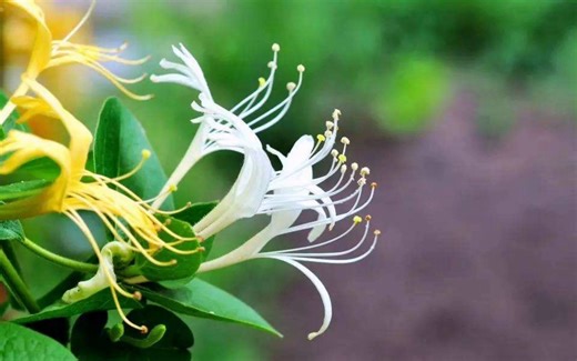 中医药科普——金银花