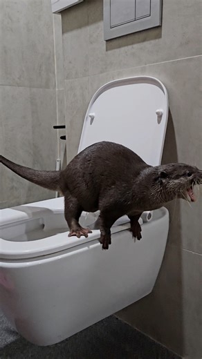 267K views · 8.1K reactions | Splash is the first Otter to master the human toilet! - - - - #otter #otters #babyotter #otterlove #otterlife #cute #berangberang #nutria #nutrias #splashandwakuwaku | Splash the Otter | Facebook
