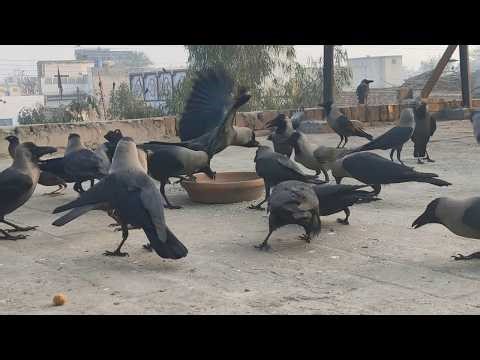 Bird Noises You Must Hear! Angry Crows Feeding Frenzy 🐦 Intense Loud Crows Sounds