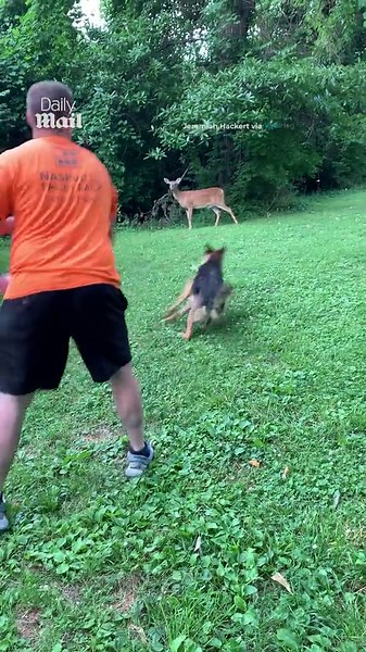 Deer and German shepherd play frisbee