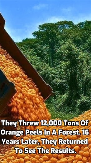 They Threw 12,000 Tons of Orange Peels in a Forest. 16 Years Later, They Returned to See the Results. | Unknown Facts