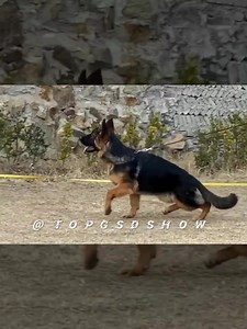38K views · 1K reactions |  Training, so interesting  5 Months. | TOP GSD SHOW | Facebook