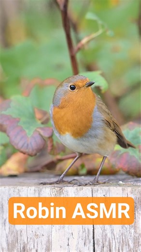 15 seconds of relaxing robin footage #wildlifeshorts