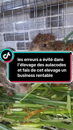 Tu peut apprendre auprès de nous l’élevage des aulacodes et te fais assez de revenus 🚨 Participer à notre formation prévus pour ce SAMEDI 10 JANVIER #aulacodes #agouti