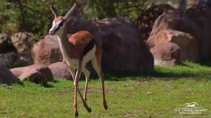 1.9K views · 155 reactions | Springbok on over to Rhino Savanna with...