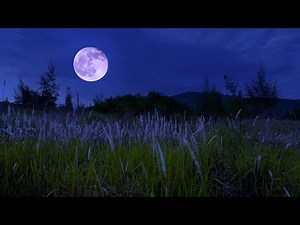 Crickets & Insects on The Grassy Hill with Breezy Night - Nature Sounds for Sleep & Deep Relaxed