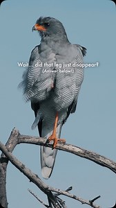 7.5K views · 237 reactions | Bird anatomy is full of surprises! 礪 Many birds, like the Pale Chanting Goshawk, tuck one leg close to their body to conserve heat and reduce muscle fatigue. It might look like their leg disappears… but it’s just another smart adaptation of nature!  #BirdFacts #WildlifeSecrets #SafariLife | Juan Álvarez | Facebook