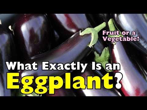 What Exactly Is an Eggplant? Fruit or Vegetable?! [ID0925]