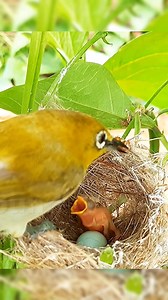538K views · 8.1K reactions | Baby Bird Drama | Vomiting Out Stuck Mantis #FYP #BabyBird #Wildlife #Nature #BirdWatching #BirdsOfTikTok #Mantis #Insects | Bird bites daily | Facebook