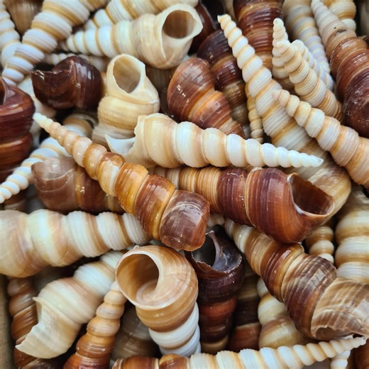 Turritella Seashells | Screw Shells | 6-8cm | Seashell Supply | Auger Seashells for Crafts & Art | Superb Quality | Beach Decor - Etsy