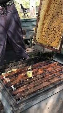 Satisfying Fresh Honey Harvest 🍯 | Pure Raw Honeycomb Extraction #Shorts