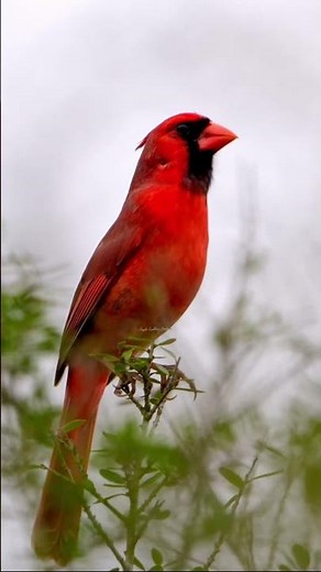 🐦 Real Brilliant Red Cardinal Sings in the Stormy Sky 🌧️🔥 #Shorts