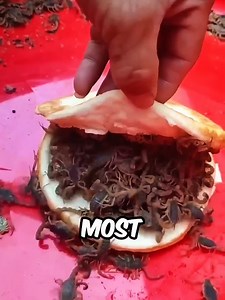 Most Poisonous Animals in the World: Top 3 Deadliest