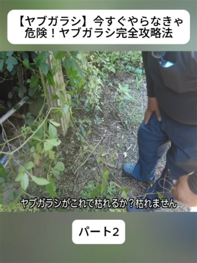 【ヤブガラシ】今すぐやらなきゃ危険！ヤブガラシ完全攻略法 p2