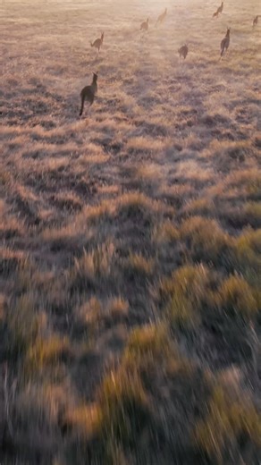 In Australia, there’s a profit-driven industry killing kangaroos and their young – tonight, and every night, across the country. | Animals Australia