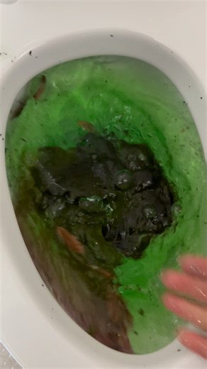 Toto CT728 toilet siphoning out with green and dark purple water!!!