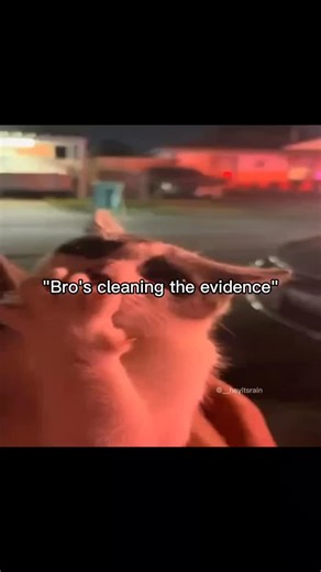 ʀᴀɪɴ🌷 on Instagram: "😨 #cat #catmemes #fyp"