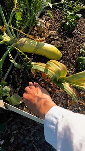 8.9K views · 73 reactions | Fresh harvest elephant garlic #homegrown #garlic #vegetablegarden #freshgarlic #vegetables #garden #fyp | GrowwithChea | Facebook