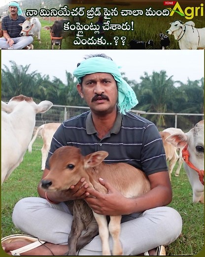 7.9K views · 323 reactions | Miniature Punganuru Cattles, Ancient...