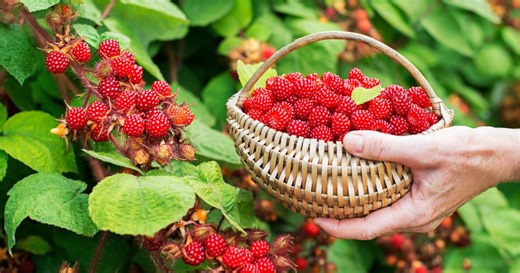 Frontier IP investee company Fieldwork Robotics raises £3m to scale raspberry-harvesting robot technology