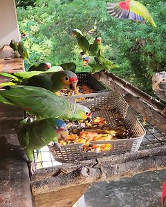 18K views · 639 reactions | Hungry this morning!! #belizebirdrescue #flyfreebelize #mekwiflyfree #friendsofbbr #fdbelize | Belize Bird Rescue | Facebook